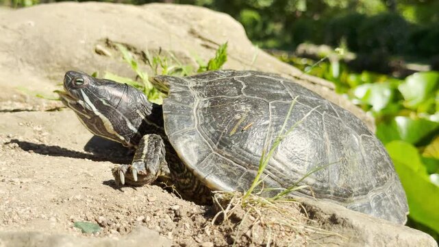 A calm turtle rests on a warm rock under the bright sun. It looks content while basking peacefully near a serene pond.