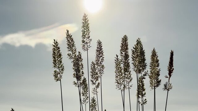 Elegant Mexican feather grass reaches high toward a glowing sky. The delicate stalks are backlit by the brilliant sun, inspiring a deep feeling of peaceful warmth, hope, and freedom.