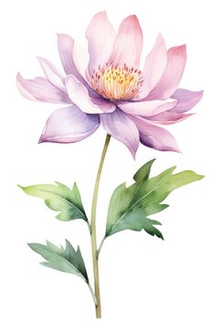 Watercolor champaka flower blossom dahlia petal.