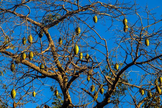 A close-up of developing green seed pods on the branches of a white floss-silk tree (Ceiba insignis), a species native to the Brazilian flora belonging to the Malvaceae family.