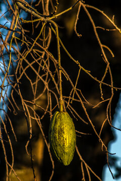 A close-up of developing green seed pods on the branches of a white floss-silk tree (Ceiba insignis), a species native to the Brazilian flora belonging to the Malvaceae family. 