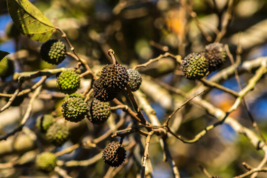 Detailed macro shot of wild green mutamba fruits (Guazuma ulmifolia), also known as West Indian elm, growing naturally on a branch surrounded by textured vibrant foliage