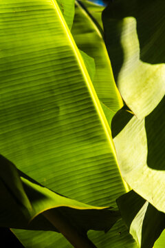Close-up of a vibrant green banana leaf captured in Brazil, showcasing intricate parallel vein textures and a beautiful abstract geometric shadow cast by natural tropical sunlight.