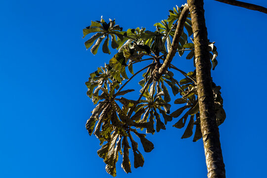 Low angle view of native Embauba tree branches (Cecropia pachystachya) displaying distinct tropical foliage and umbrella-shaped structure