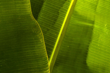 Fototapeta premium A detailed macro background showcasing the rich textures, prominent parallel veins, and natural golden lighting on layered lush tropical green banana leaves in Brazil.