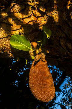 A close-up shot of a green jackfruit fruit growing directly on the trunk of a jackfruit tree (Artocarpus heterophyllus) at a rural farm or Brazil.