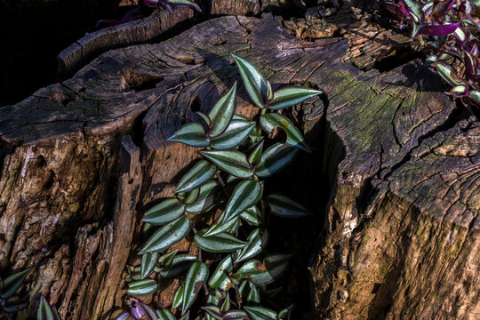 A silver inch plant, Tradescantia zebrina, originally native to Mexico and Central America, 