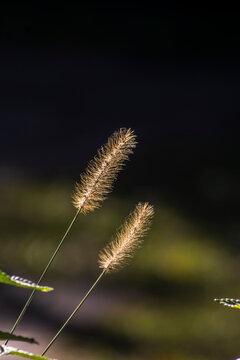 Close up of two yellow foxtail grass (Setaria pumila) stems beautifully illuminated by natural sunlight with golden bokeh, captured in rural Brazil.