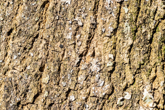 Close-up of a rugged tree bark texture on a mature trunk in Brazil, showcasing natural brown and orange tones with deep cracks and organic patterns, ideal for rustic design backgrounds.