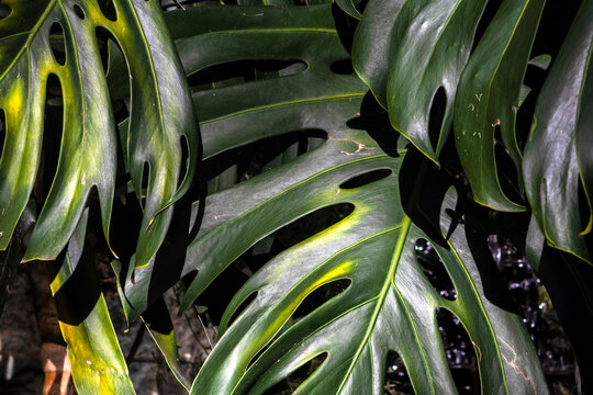 Close-up of lush green Monstera deliciosa leaves in a tropical garden in Brazil. Vibrant green Swiss cheese plant leaves (Monstera deliciosa) 