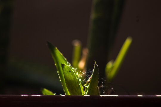 Small green aloe vera plant growing in a terracotta pot, captured with dramatic backlighting and a subtle spiderweb structure, showcasing a moody macro perspective of domestic nature in Brazil.