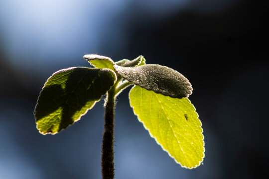 Backlit Boldo Leaf Close Up in Brazil Nature. Detailed close-up shot of a vibrant green boldo plant leaf capturing beautiful backlighting, showing details of texture and plant biology in Brazil.