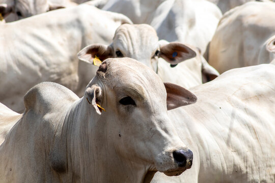 Herd of Nelore cattle grazing in a pasture on the brazilian ranch
