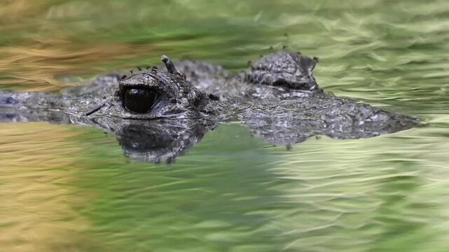 Crocodile lurking in the water