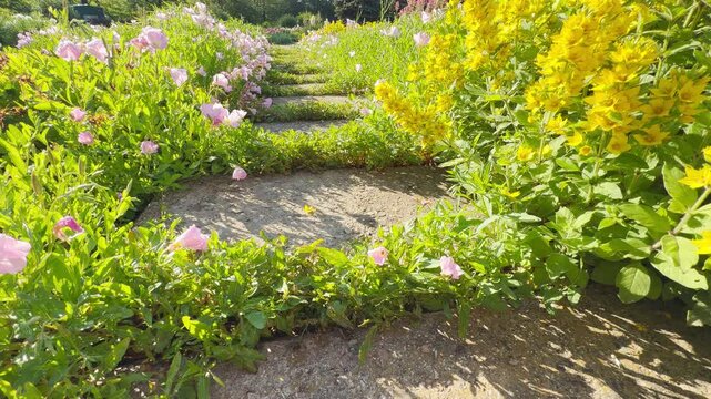 Bright yellow loosestrife and pink primrose blooms grow along a stone path in a sunny park. This lovely scene brings a peaceful, happy feeling to the beautiful outdoor garden.