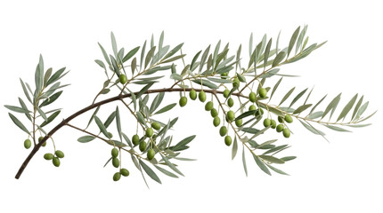 Olive branch with green olives isolated on transparent background © Emdadul