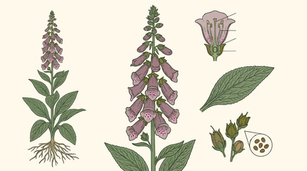 Botanical Illustration of Foxglove Plant with Detailed Flower Anatomy, Roots, Leaf, and Seed Pods, Flat Design Vector Graphic © Dinar