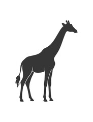 Fototapeta premium Silhouette of a Giraffe Standing Tall and Graceful.
