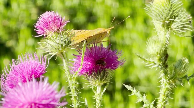A beautiful fritillary butterfly rests gracefully on a vibrant pink thistle flower in a sunlit meadow. This enchanting view evokes a feeling of peaceful joy and summer warmth.