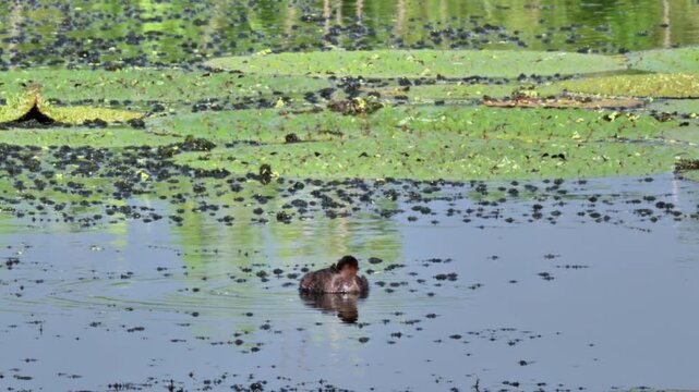 Little Grebe Swimming in Pond