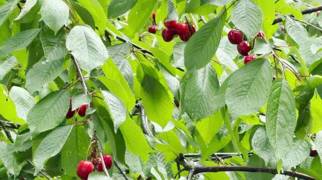 Ripe red cherries and green leaves catch falling raindrops on a tree branch outdoors. This continuous summer shower creates a gentle rustling and dripping sound.