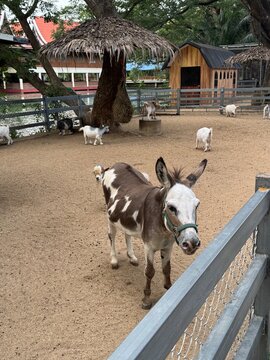 Brown Mini Horse Enjoying the Day