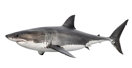 Fototapeta premium Great white shark PNG isolated on transparent background for marine life and wildlife design