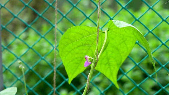 Delicate Green Leaves with a Touch of Color: A Close-Up on Vibrant Plant Life Framed by a Diamond Wire Fencing in Refreshing Nature
