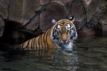 Obraz premium a Bengal tiger swimming in a pond