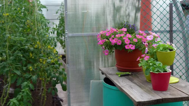 A Serene Greenhouse Scene Featuring Vibrant Flower Pots and Lush Vegetation Bathed in Natural Light, Creating a Peaceful Gardening Atmosphere