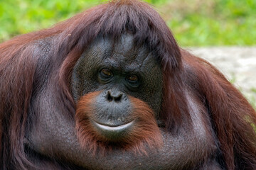 close up portrait of a female orangutan © DS light photography