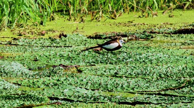 Pheasant-tailed Jacana on Euryale Leaves