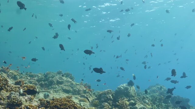 Tiny black fish dart through crystal blue currents above golden coral, gliding gracefully under the bright midday sun of the Pacific Ocean.