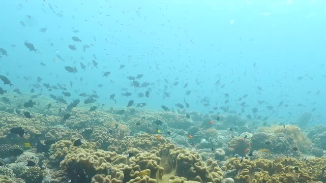 Sunlight filters through clear turquoise water as schools of tiny fish dart between intricate coral structures on the ocean floor during a bright afternoon in the tropical sea.