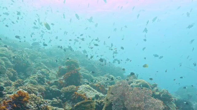 Sunlight filters through the deep blue water of the Pacific Ocean as schools of small fish drift gracefully above a colorful coral reef habitat during a clear and bright morning.