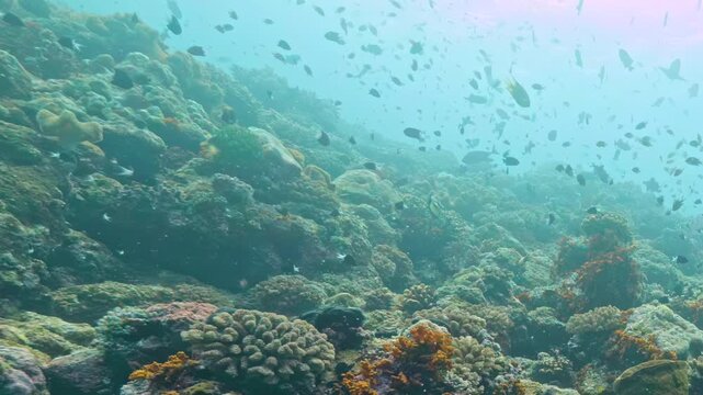 Bright sunlight filters through the ocean waters above a flourishing coral reef where small colorful fish dance around ancient formations during a peaceful afternoon in the Pacific Ocean.