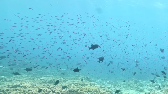 Sunlight pierces the clear blue tropical waters during a bright midday to illuminate a lively swarm of small fish swimming above the ocean floor.