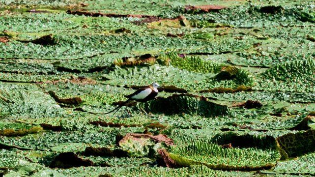 Pheasant-tailed Jacana on Euryale Leaves