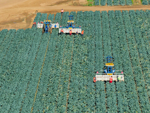 Aerial view of tractors and workers ina green market garden