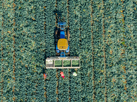 Aerial view of a tractor and workers ina green market garden
