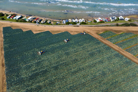 Aerial view of a row of coastal fishing cottages between market garden crops and the sea