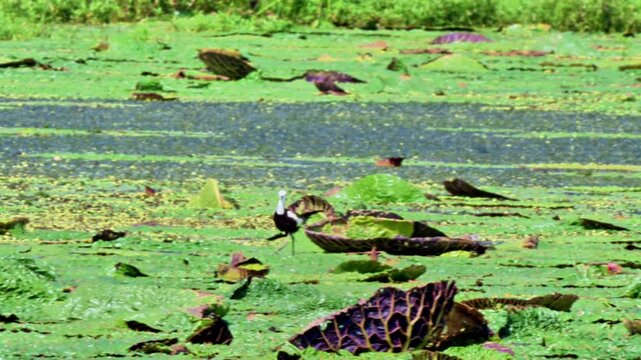 Pheasant-tailed Jacana on Euryale Leaves
