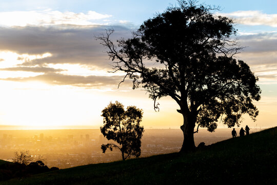Sunset Silhouettes on Hill Overlooking Adelaide from Mount Osmond, South Australia