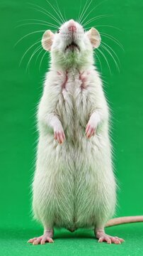 Curious white rat standing on hind legs on green screen chroma key