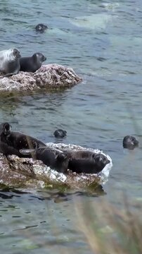 Baikal seals, also known as Pusa sibirica, lounge on rocks in Lake Baikal. Some seals are in the water swimming and floating nearby. This is during a bright, clear summer day in Russia.