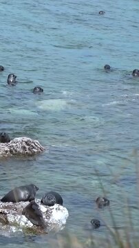 A group of Baikal seals is enjoying a sunny day. Some seals are lounging on the rocks, while others are swimming and playing in the clear, cold waters of Lake Baikal. They look relaxed.