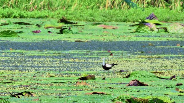 Pheasant-tailed Jacana on Euryale Leaves