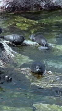 A group of Baikal seals rests and plays on rocks in the shallow, clear waters of Lake Baikal during the day. These Pusa sibirica seem to enjoy the sunlight.