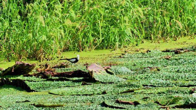 Pheasant-tailed Jacana on Euryale Leaves