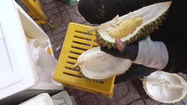 Vendor extracting creamy yellow durian flesh from spiky husk at street market. Symbolizes exotic tropical fruit and local food culture. Ideal for travel and culinary content